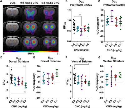 The Chemogenetic Receptor Ligand Clozapine N-Oxide Induces in vivo Neuroreceptor Occupancy and Reduces Striatal Glutamate Levels